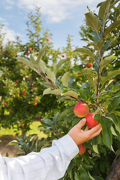 istock Set of apples on Lake Constance Germany 493862900