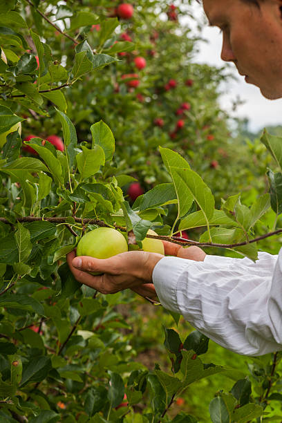 istock Set of apples on Lake Constance Germany 493863268