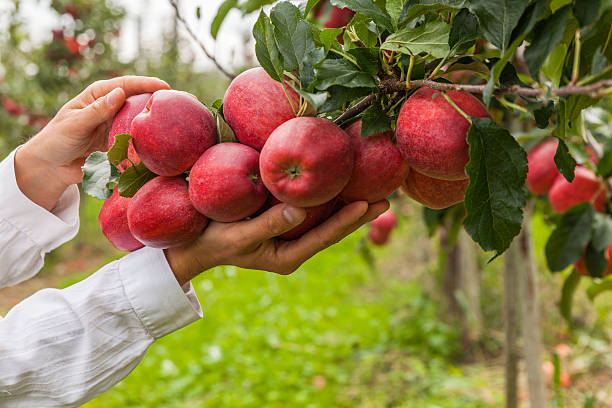 istock Set of apples on Lake Constance Germany 493863388