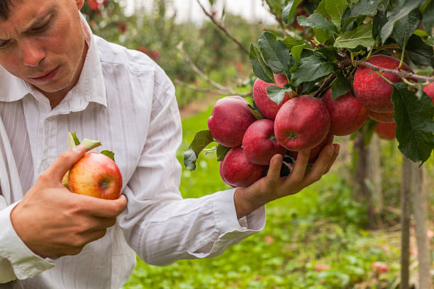 istock Set of apples on Lake Constance Germany 493863444