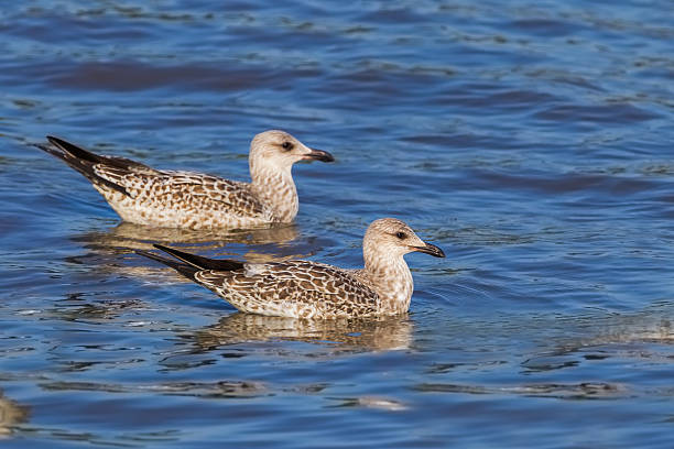 Couple of Heuglin's Gull