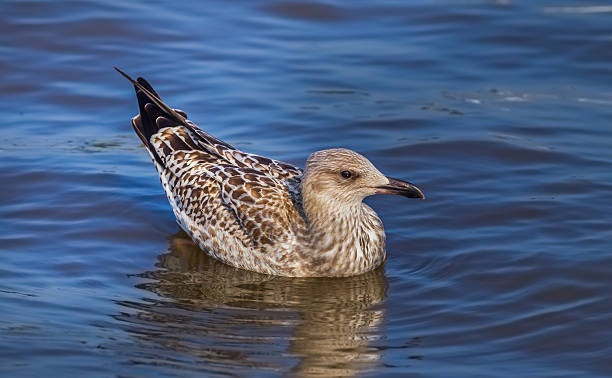 istock Portrait close up of Heuglin's Gull 493863700