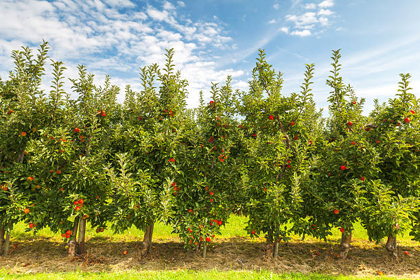 istock Set of apples on Lake Constance Germany 493863920