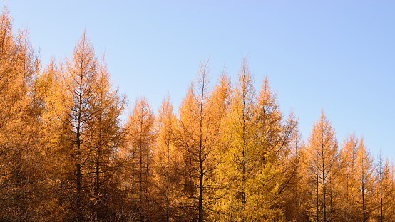 Golden Eastern larch on sunny fall day.