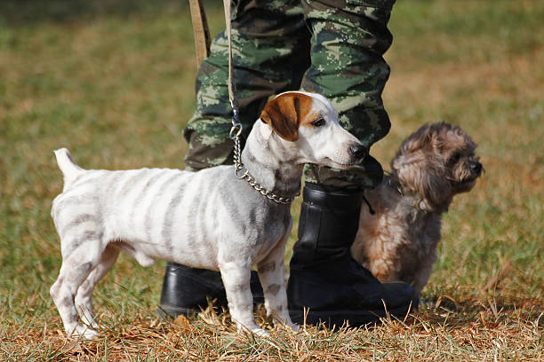 istock Training Dogs of War 493867842