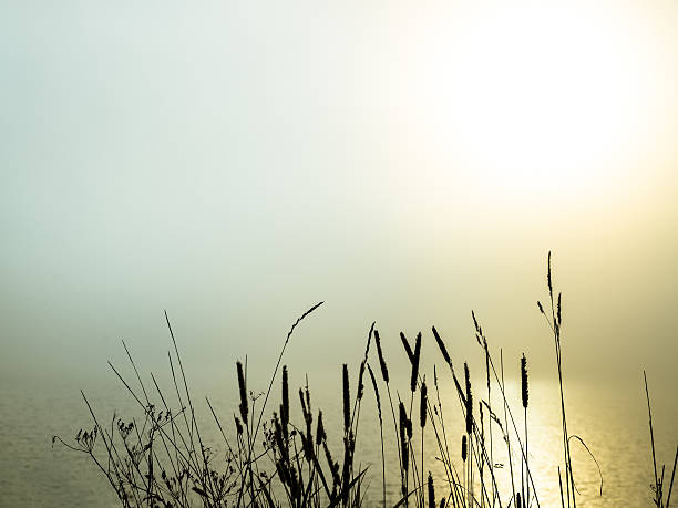 beautiful morning fog over a lake with grass in the foreground