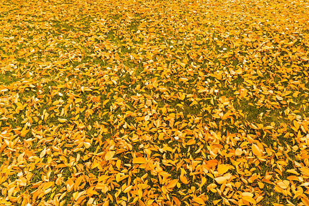 istock Yellow birch tree leaves on the ground 493869414