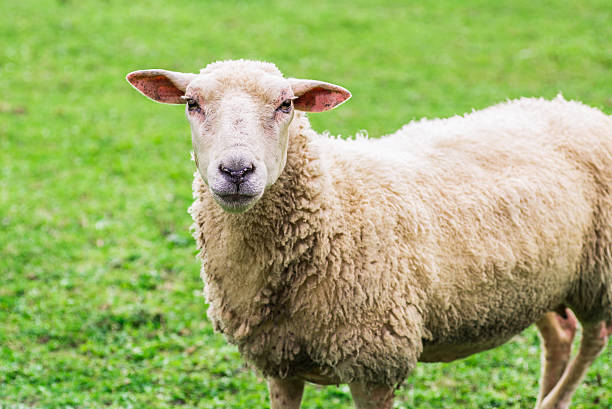 istock close up of a sheep standing on a lawn 493869512