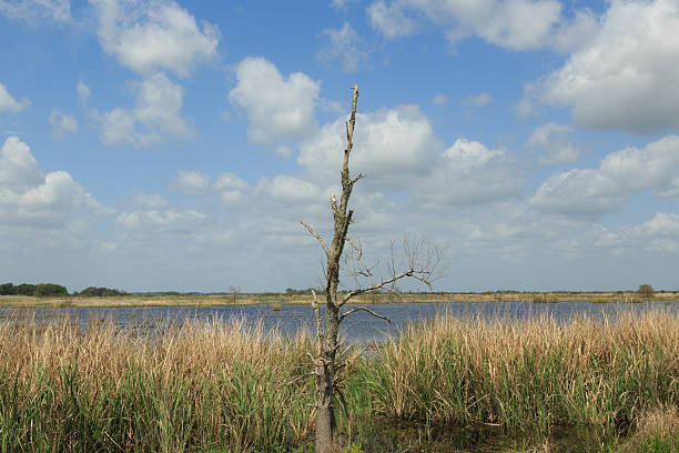 istock Savannah National Wildlife Refuge 493870408