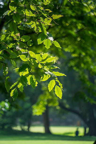 istock green leaves in the sunshine 493870912