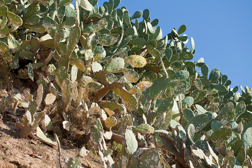 Dactylopius on a Opuntia cactus in Barcelona. White nests, larvas, and cocoons.