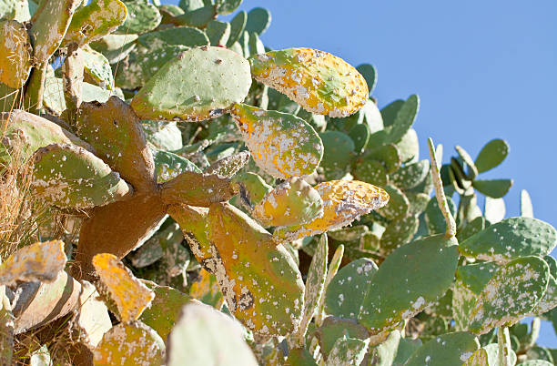 Dactylopius on a Opuntia cactus in Barcelona. White nests, larvas, and cocoons.