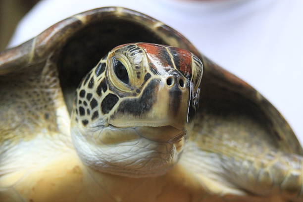 istock Close up of a Hawksbill Turtle 493876874