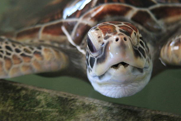 istock Close up of a Hawksbill Turtle 493877086