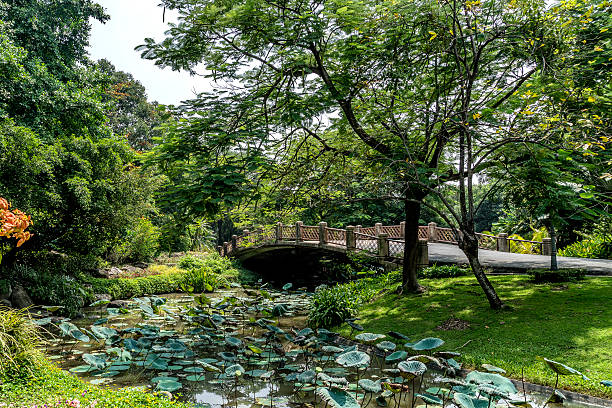istock Concrete bridge over lotus pond in garden 493877394