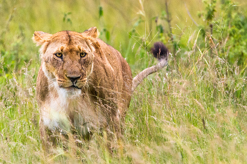 Lioness on stalk in the Masai Mara