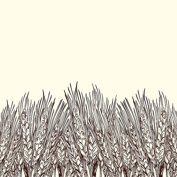 graviertes weizen hintergrund - sepia toned field wheat sign stock-grafiken, -clipart, -cartoons und -symbole