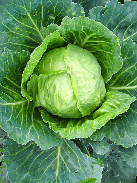 istock Big head of green cabbage 493880252