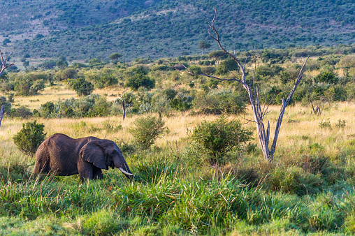 A giant male elephant in the Masai Mara