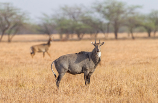 Close-up of male common eland opening mouth