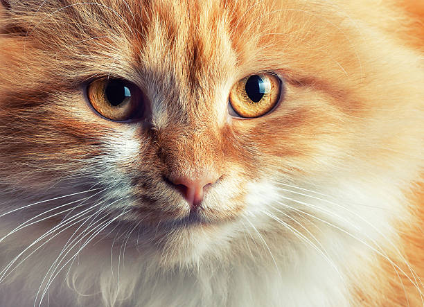 istock Portrait of beautiful red-haired cat 493882132
