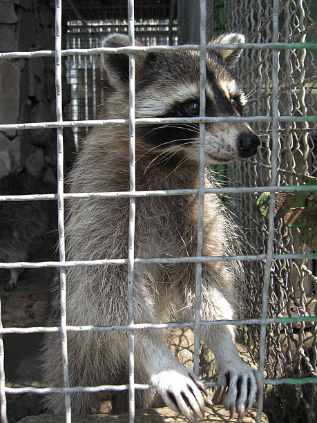 istock Raccoon with asking paw behind a bar 493882438