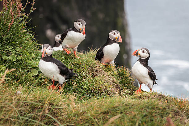 istock Puffin in iceland 493882495