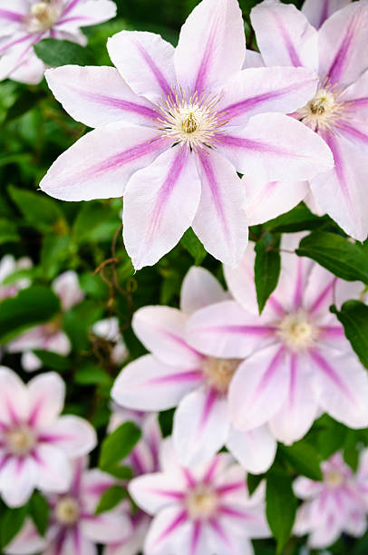 istock Pink and purple clematis flowers 493882895