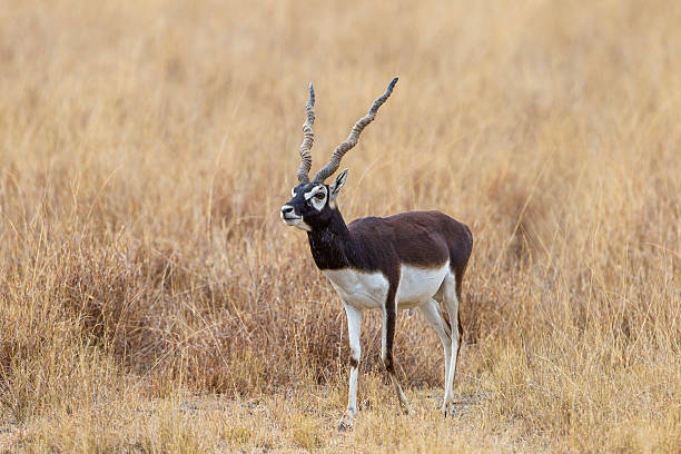 hirschziegenantilope gazelle - hirschziegenantilope stock-fotos und bilder