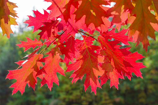 Oaks in autumn, Connecticut, late October