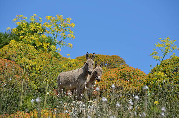 family of Poitou baudets in a meadow in spring