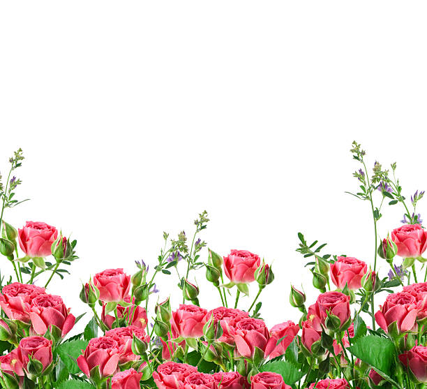 istock Bouquet of delicate roses 493884593