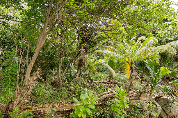 istock jungle in Anse Lazio beach 493884964