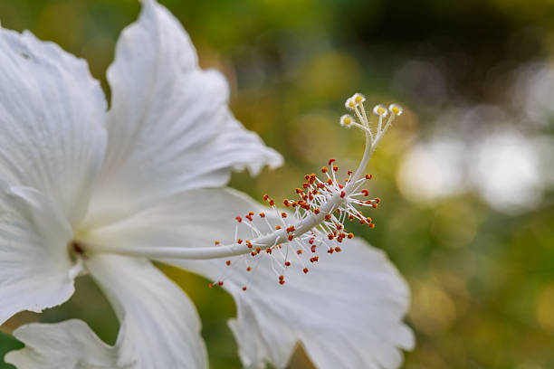 primo piano di una stame di un fiore di ibisco - potted plant hibiscus herb beauty in nature foto e immagini stock