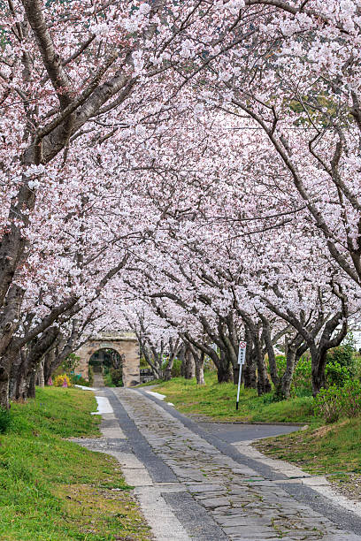 istock Arch of Japanese sakura blossom 493885994
