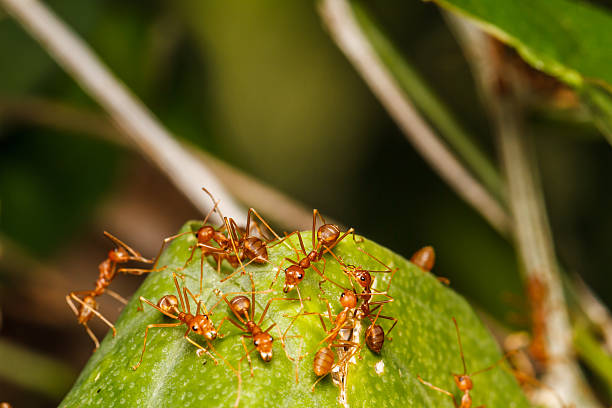 istock Nest of red ants 493886339