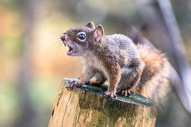 écureuil - eichhörnchen stock-fotos und bilder