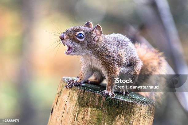 Écureuil Stockfoto und mehr Bilder von Eichhörnchen - Gattung - Eichhörnchen - Gattung, Wut, Revierverhalten