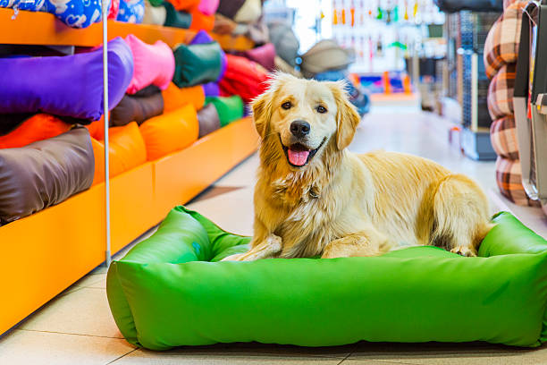 süße golden retriever hund ruhen im store - tierhandlung stock-fotos und bilder