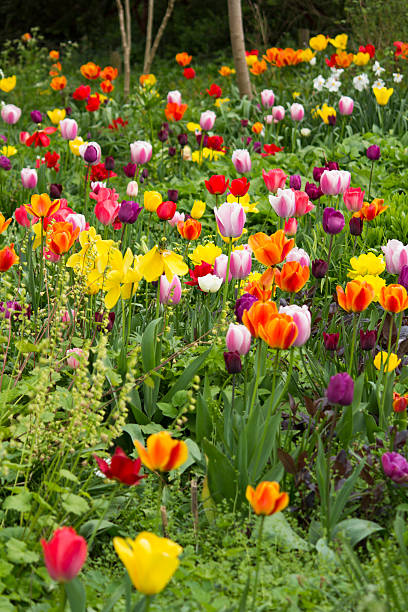 istock Colored Dutch Tulip garden (vertical) 493888325