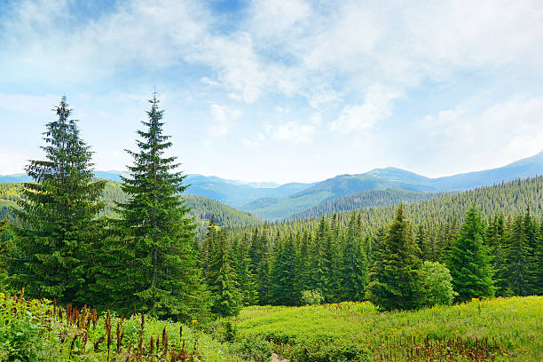 Beautiful pine trees on background high mountains. stock photo