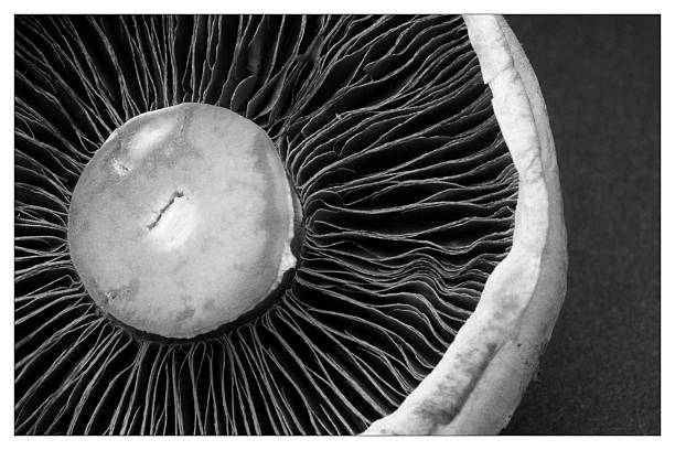 Mushroom closeup black & white