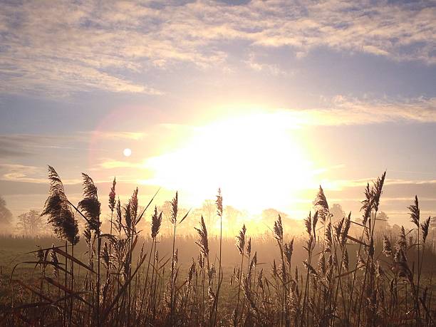 istock Misty morning sunrise in Somerset UK 493888841