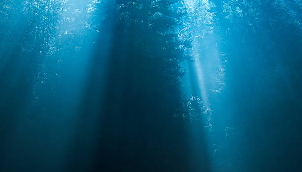 istock Mysterious forest in the fog 493888881