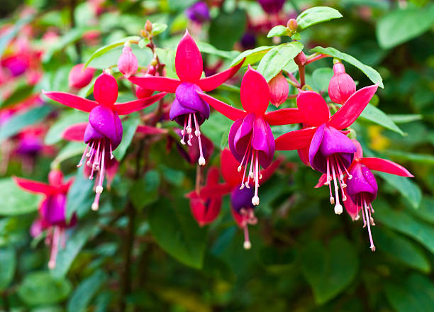 Fuchsia. Onagraceae Salvia splendens Scarlet sage.
