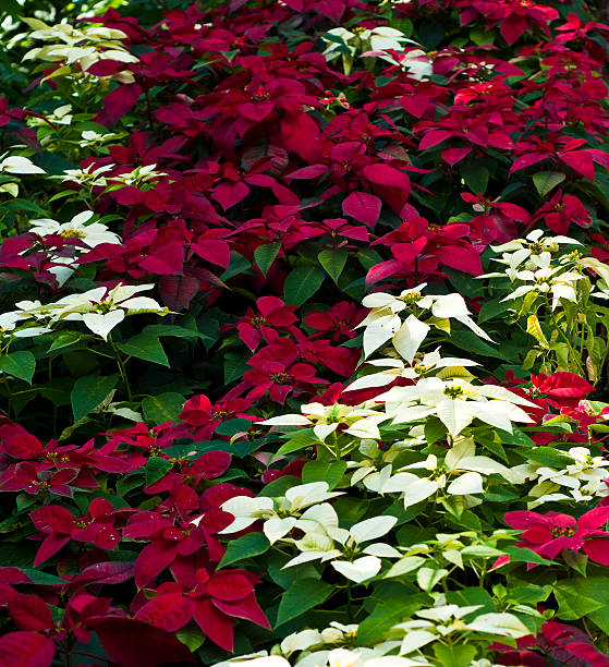 рождественская ёлка лист красный и белый. - flower head poinsettia euphorbiaceae leaf стоковые фото и изображения