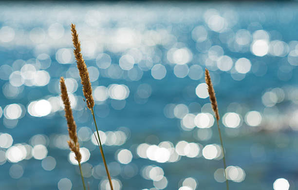 istock Summer Reeds Against Glittering Sea 493889520
