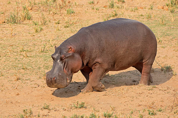 гиппопотам на земле - kruger national park hippopotamus animal mouth animal стоковые �фото и изображения