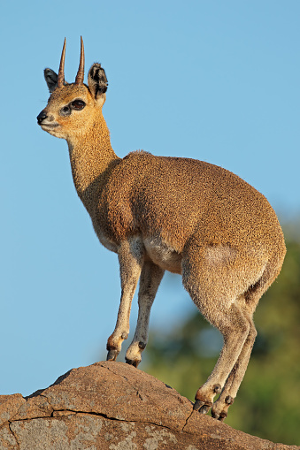 Saltarrocas antelope en rock photo