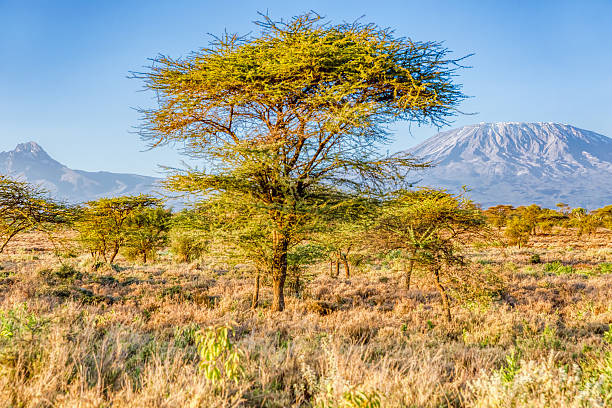 Mt Kilimanjaro &amp; Mawenzi peak and Acacia - morning Mt Kilimanjaro & Mawenzi peak and Acacia - morning mawenzi stock pictures, royalty-free photos & images